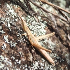 Keyacris scurra (Key's Matchstick Grasshopper) at Lions Youth Haven - Westwood Farm A.C.T. - 7 Aug 2022 by HelenCross