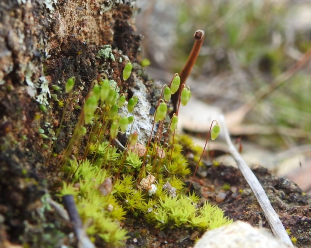 Rosulabryum sp. at Paddys River, ACT - 7 Aug 2022