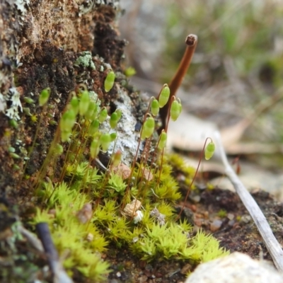 Rosulabryum sp. (A moss) at Bullen Range - 7 Aug 2022 by HelenCross