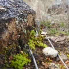 Rosulabryum sp. at Bullen Range - 7 Aug 2022 11:44 AM