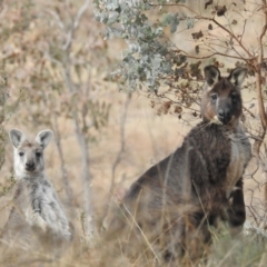 Osphranter robustus robustus (Eastern Wallaroo) at Paddys River, ACT - 7 Aug 2022 by HelenCross