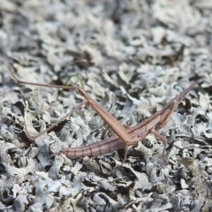 Keyacris scurra (Key's Matchstick Grasshopper) at Paddys River, ACT - 7 Aug 2022 by HelenCross