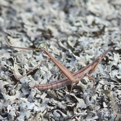 Keyacris scurra (Key's Matchstick Grasshopper) at Bullen Range - 7 Aug 2022 by HelenCross