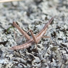 Keyacris scurra at Paddys River, ACT - 7 Aug 2022 12:10 PM