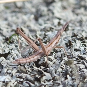 Keyacris scurra at Paddys River, ACT - 7 Aug 2022