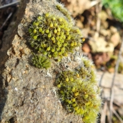 Grimmia sp. (A moss) at Kambah, ACT - 7 Aug 2022 by HelenCross