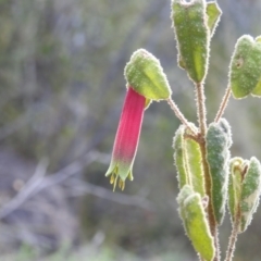 Correa reflexa var. reflexa (Common Correa, Native Fuchsia) at Bullen Range - 7 Aug 2022 by HelenCross