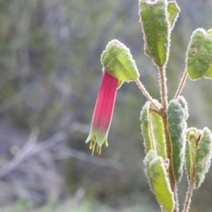 Correa reflexa var. reflexa at Paddys River, ACT - 7 Aug 2022