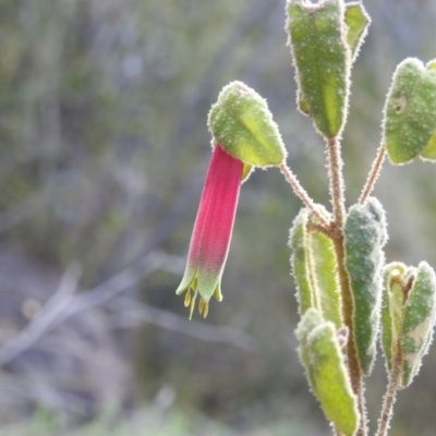 Correa reflexa var. reflexa (Common Correa, Native Fuchsia) at Paddys River, ACT - 7 Aug 2022 by HelenCross