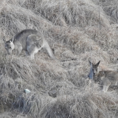 Macropus giganteus (Eastern Grey Kangaroo) at Paddys River, ACT - 7 Aug 2022 by HelenCross