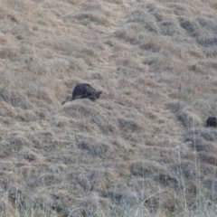 Macropus giganteus at Paddys River, ACT - 7 Aug 2022