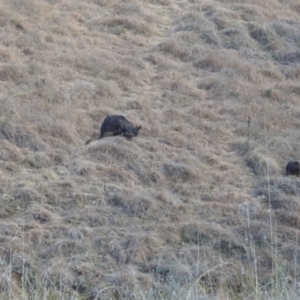 Macropus giganteus at Paddys River, ACT - 7 Aug 2022 01:38 PM