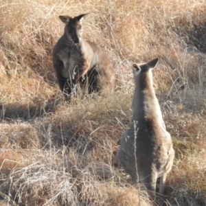 Macropus giganteus at Paddys River, ACT - 7 Aug 2022