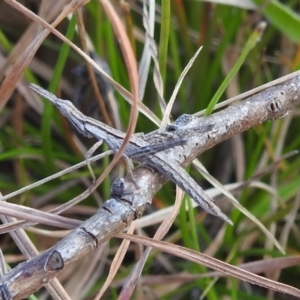 Keyacris scurra at Paddys River, ACT - 7 Aug 2022 01:26 PM