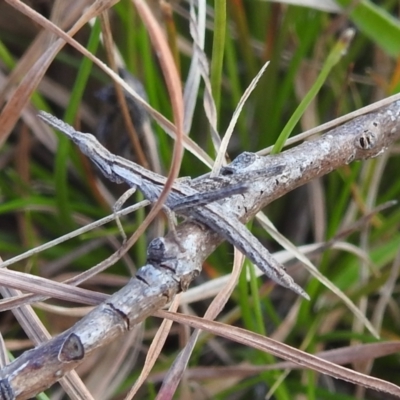 Keyacris scurra (Key's Matchstick Grasshopper) at Paddys River, ACT - 7 Aug 2022 by HelenCross