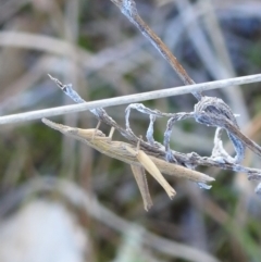 Keyacris scurra at Paddys River, ACT - 7 Aug 2022 01:26 PM