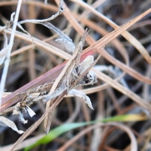 Keyacris scurra at Paddys River, ACT - 7 Aug 2022 01:26 PM