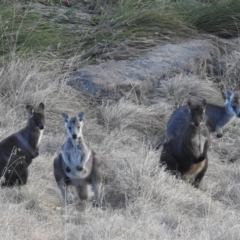 Osphranter robustus (Wallaroo) at Bullen Range - 7 Aug 2022 by HelenCross