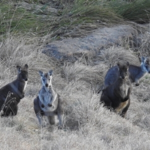 Osphranter robustus robustus at Paddys River, ACT - 7 Aug 2022 01:27 PM