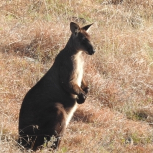 Osphranter robustus robustus at Paddys River, ACT - 7 Aug 2022 01:27 PM