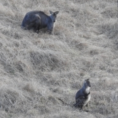 Osphranter robustus robustus at Paddys River, ACT - 7 Aug 2022