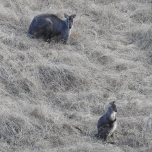 Osphranter robustus robustus at Paddys River, ACT - 7 Aug 2022