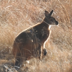 Notamacropus rufogriseus (Red-necked Wallaby) at Lions Youth Haven - Westwood Farm - 7 Aug 2022 by HelenCross
