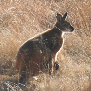 Notamacropus rufogriseus at Paddys River, ACT - 7 Aug 2022