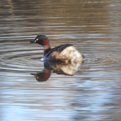 Tachybaptus novaehollandiae (Australasian Grebe) at Lions Youth Haven - Westwood Farm A.C.T. - 7 Aug 2022 by HelenCross