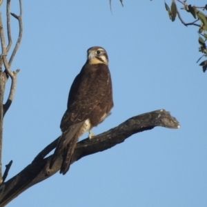 Falco berigora at Kambah, ACT - 7 Aug 2022 02:13 PM