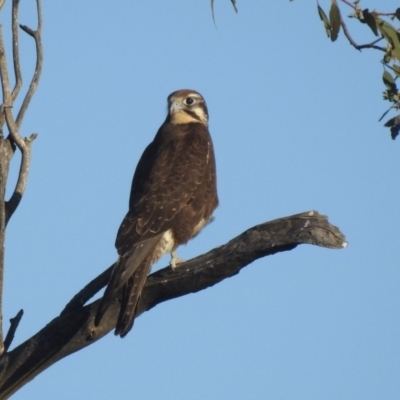 Falco berigora (Brown Falcon) at Lions Youth Haven - Westwood Farm - 7 Aug 2022 by HelenCross