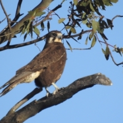 Falco berigora at Kambah, ACT - 7 Aug 2022 02:13 PM