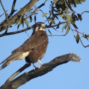 Falco berigora at Kambah, ACT - 7 Aug 2022