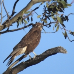 Falco berigora at Kambah, ACT - 7 Aug 2022