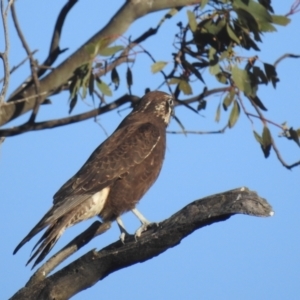 Falco berigora at Kambah, ACT - 7 Aug 2022 02:13 PM