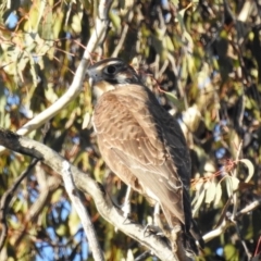 Falco berigora at Kambah, ACT - 7 Aug 2022 02:13 PM