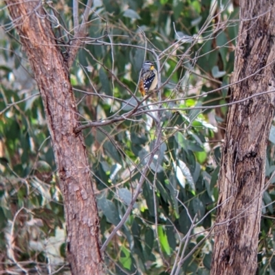 Pardalotus punctatus (Spotted Pardalote) at Indigo Valley, VIC - 7 Aug 2022 by Darcy