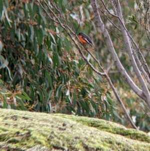 Petroica phoenicea at Indigo Valley, VIC - 7 Aug 2022 11:35 AM