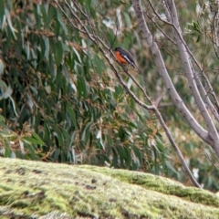 Petroica phoenicea (Flame Robin) at Indigo Valley, VIC - 7 Aug 2022 by Darcy