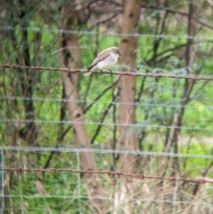 Microeca fascinans at Indigo Valley, VIC - 7 Aug 2022 12:05 PM