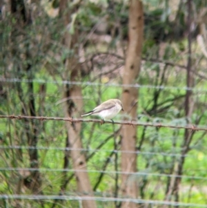 Microeca fascinans at Indigo Valley, VIC - 7 Aug 2022 12:05 PM