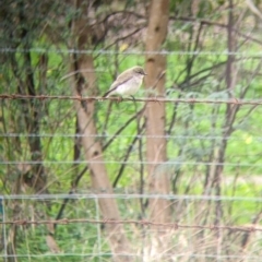 Microeca fascinans at Indigo Valley, VIC - 7 Aug 2022 12:05 PM