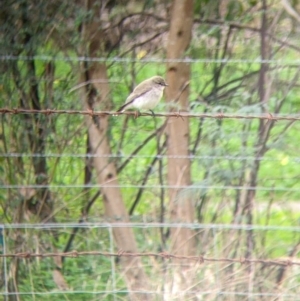 Microeca fascinans at Indigo Valley, VIC - 7 Aug 2022 12:05 PM