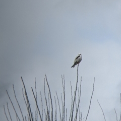 Elanus axillaris (Black-shouldered Kite) at Indigo Valley, VIC - 7 Aug 2022 by Darcy