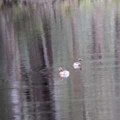 Tachybaptus novaehollandiae (Australasian Grebe) at Chiltern-Mt Pilot National Park - 7 Aug 2022 by Darcy