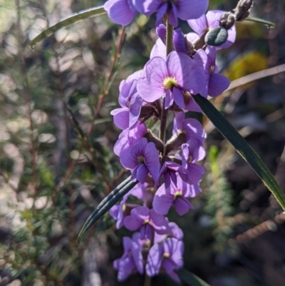 Hovea heterophylla (Common Hovea) at Chiltern, VIC - 7 Aug 2022 by Darcy