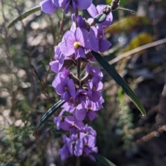 Hovea heterophylla at Chiltern, VIC - 7 Aug 2022 04:03 PM