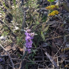 Hovea heterophylla at Chiltern, VIC - 7 Aug 2022 04:03 PM