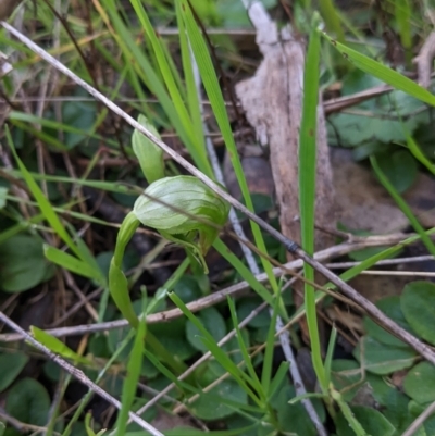 Pterostylis nutans (Nodding Greenhood) at Chiltern-Mt Pilot National Park - 7 Aug 2022 by Darcy