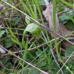 Pterostylis nutans at Chiltern, VIC - suppressed